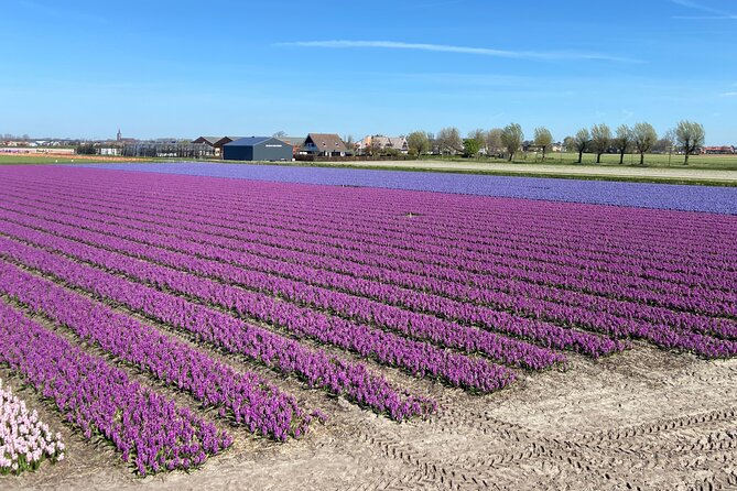 Tulip Fields near Keukenhof - Self-Drive Audio Tour for 2 People - De Tulperij Tulip Stop: The Bulb Farm Nursery Moment