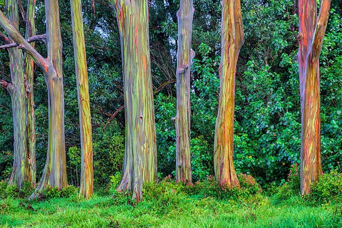 Ultimate Self-Driving Audio Tour of Road to Hana, Maui - Arboretums, lookouts, and state parks where Maui feels lived-in