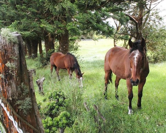 Ultimate Self-Guided Audio Driving Tour of Kauai (Na Pali, Waimea), Hawaii - Key points before you hit the road