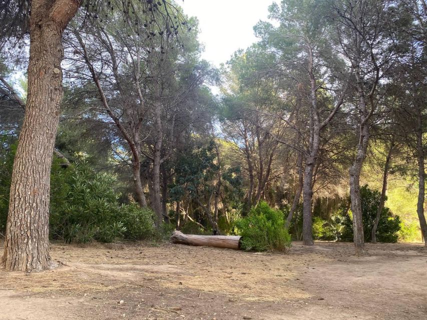 Valencia: The Albufera Lake Self-Guided E-Bike Tour - Who this tour fits best