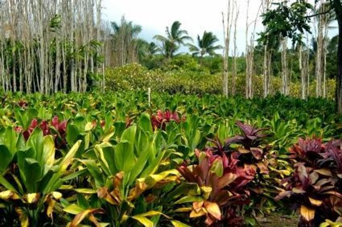 West Maui Self-Guided Audio Tour - Key highlights you’ll actually care about