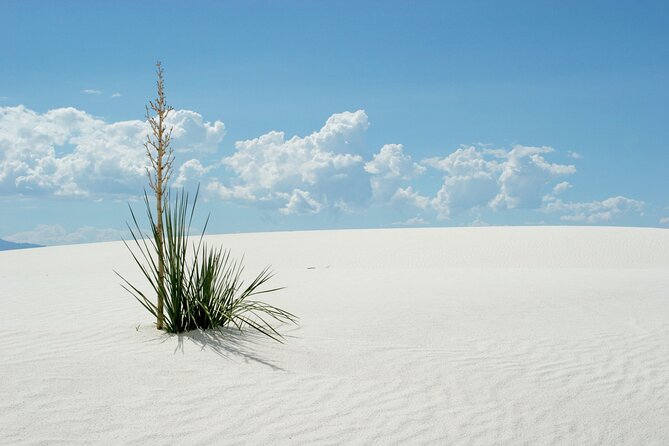 White Sands National Park Self-Guided Audio Tour - Dune Life Nature Trail: moderate effort for a real sense of change