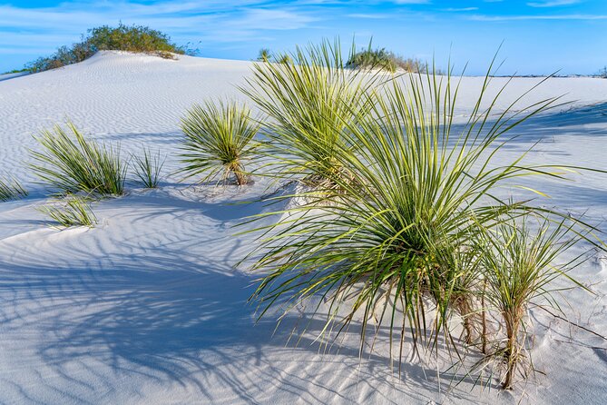 White Sands National Park Self-Guided Driving & Walking Tour - Alkali Flat Trail: plan for heat and a longer commitment