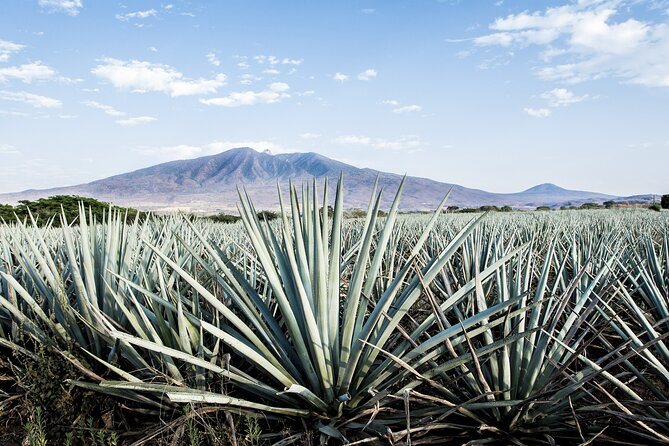 White Sands National Park Self-Guided Driving & Walking Tour - How the audio tour works on your phone and in your car