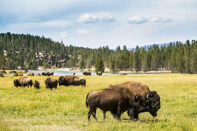 Yellowstone National Park Self-Guided Driving Audio Tour - Yellowstone audio that keeps you oriented fast