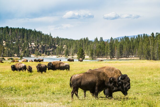 Yellowstone National Park Self-Guided Driving Audio Tour - Old Faithful and the hot-spring classics: Grand Prismatic, Morning Glory, and more