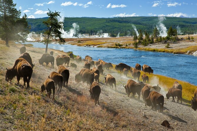 Yellowstone National Park Self-Guided Driving Audio Tour - North-side highlights and Yellowstone Lake finale: Roosevelt Arch, Hayden Valley, and Big Views